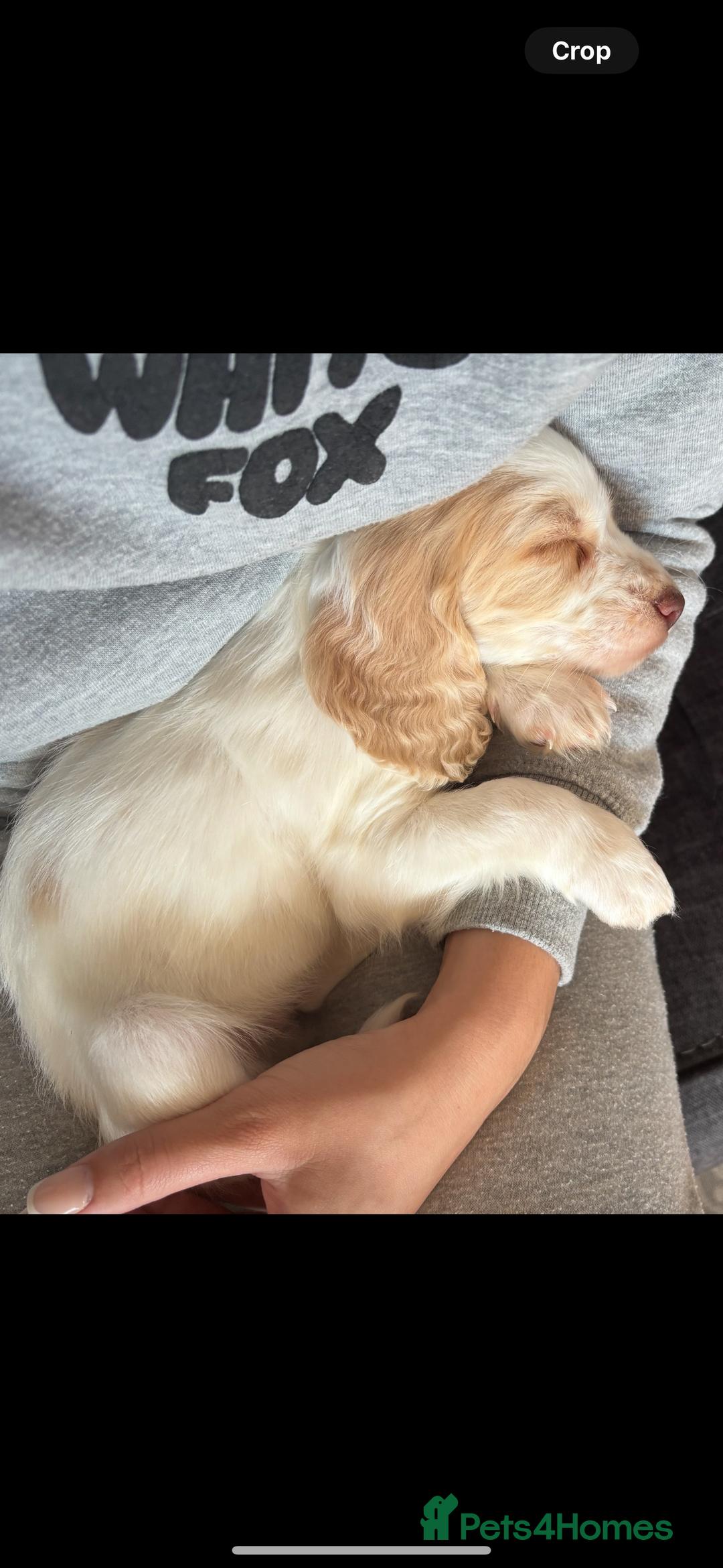 Cocker Spaniel dogs for sale: working cocker spaniel puppies ready to go now - Advert 12