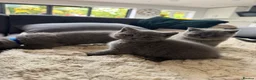 British Shorthair cats for sale: British Shorthair Kittens🐈‍⬛  - Advert 5