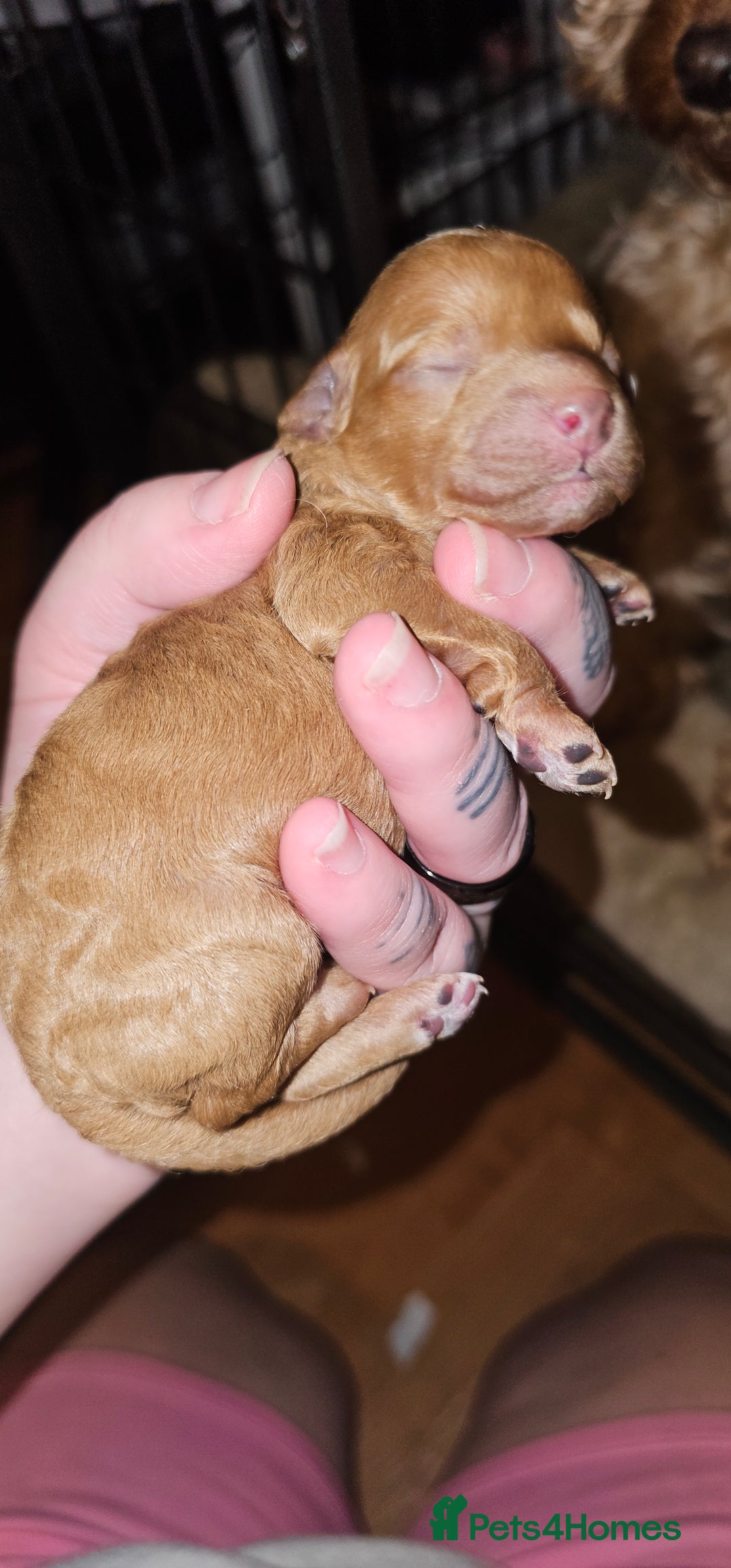 Cavapoo dogs for sale: Delightful Cavapoo puppies - Advert 17