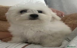 Maltese dogs for sale: Beautiful Maltese x Bichon frise girl 3 months old - Image 3