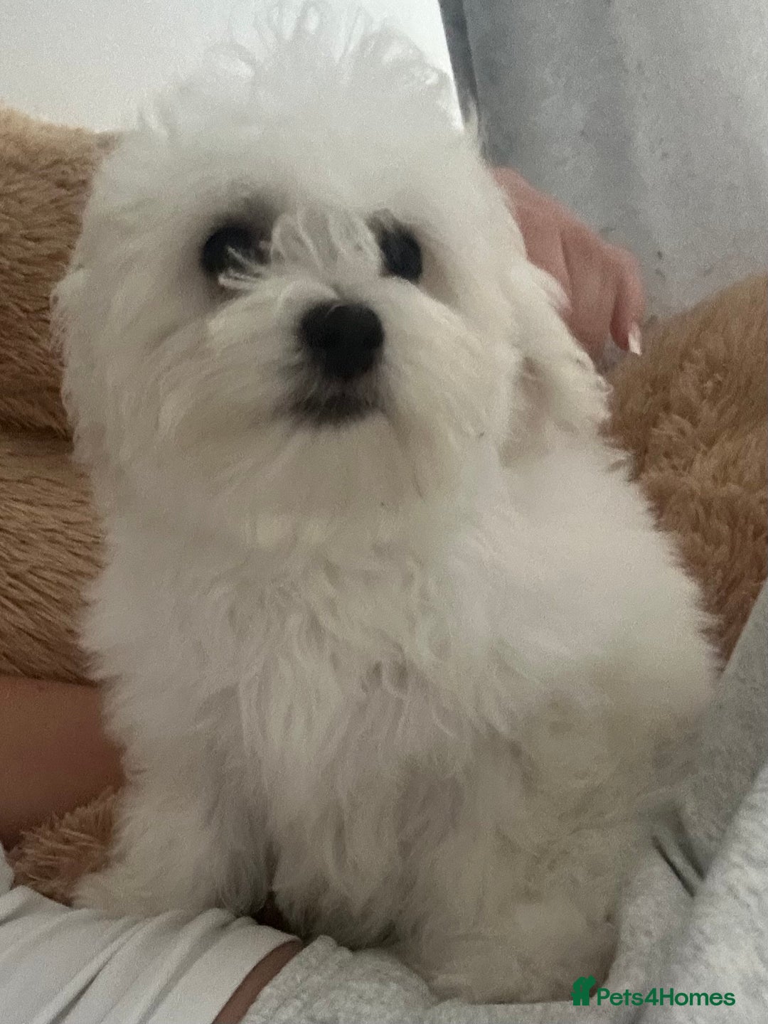 Maltese dogs for sale: Beautiful Maltese x Bichon frise girl 3 months old - Image 3