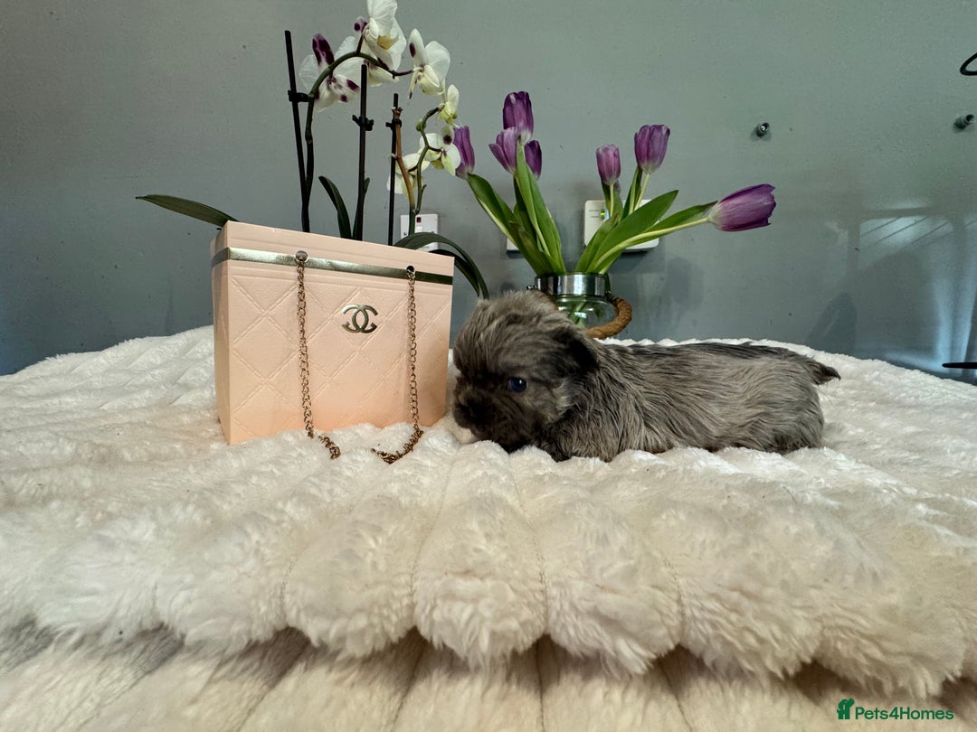 French Bulldog dogs for sale: *Unique fluffy French Bulldogs* - Advert 26