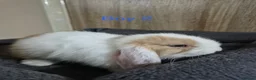 Mini Lop rabbits for sale: Pure Mini lop babies 8 weeks old  - Advert 6