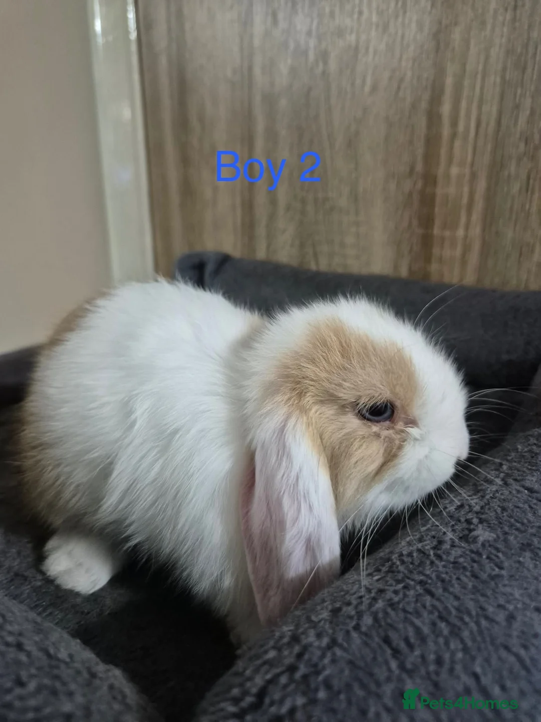Mini Lop rabbits for sale: Pure Mini lop babies 8 weeks old  - Advert 6
