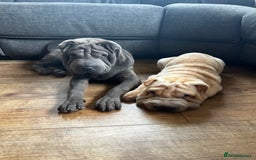 Shar Pei dogs for sale: Beautiful Shar peis - Image 9