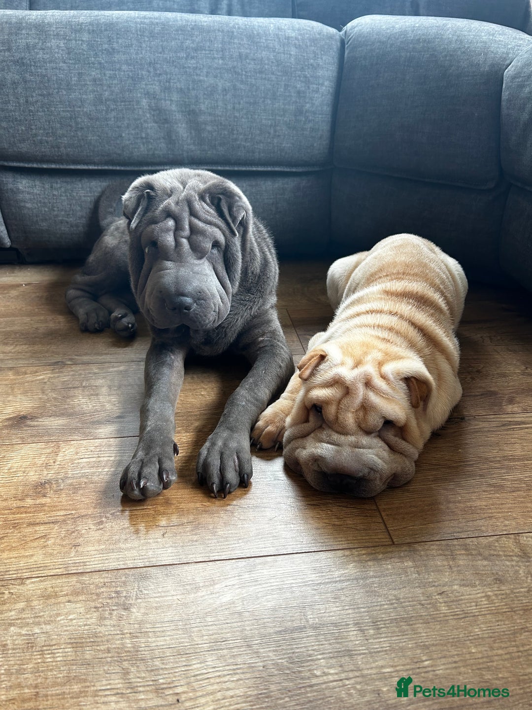 Shar Pei dogs for sale: Beautiful Shar peis - Image 9