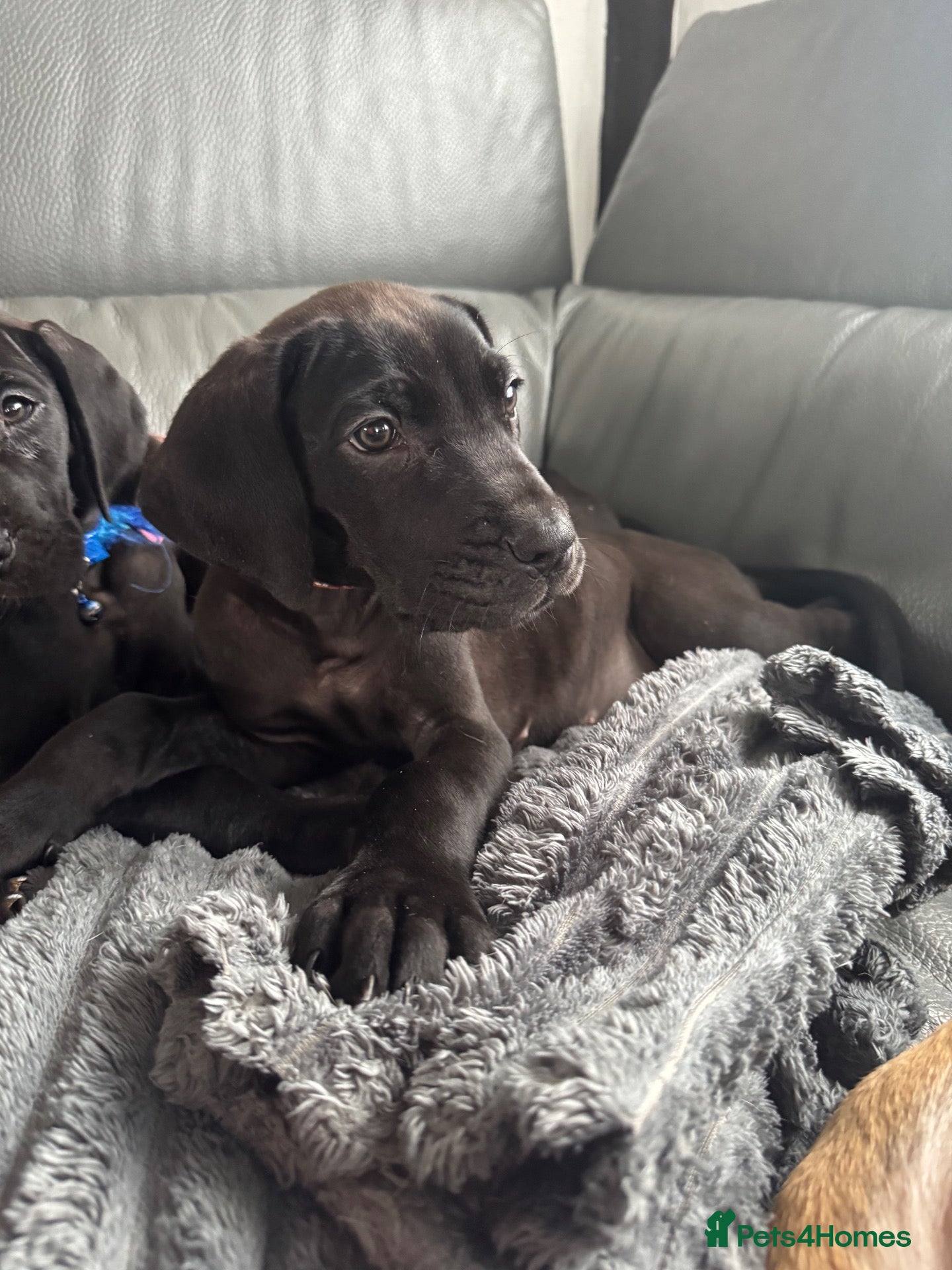 Great Dane dogs for sale: Ready now! Beautiful KC Great Dane puppies  - Advert 1