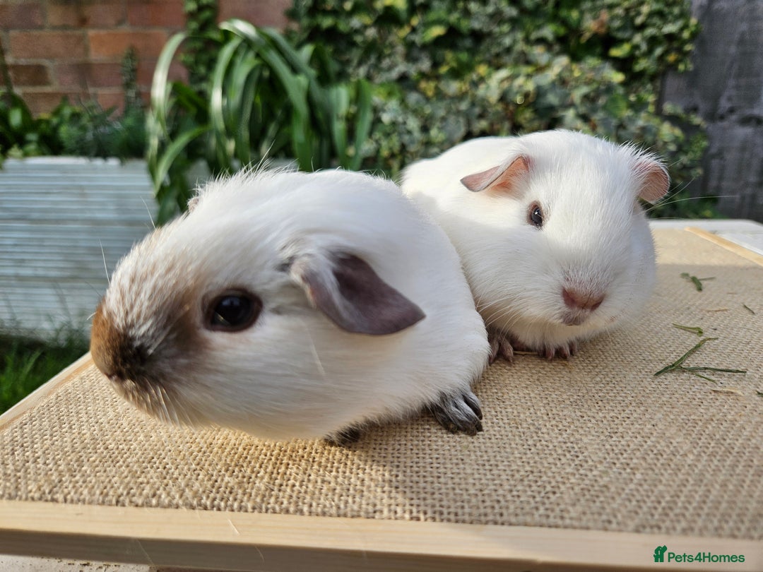 Guinea Pig rodents for sale: Bonded pairs of baby male guinea pigs  - Advert 2