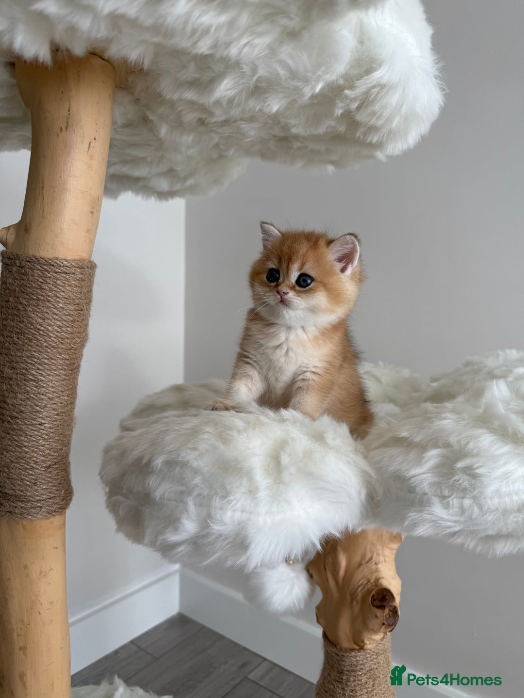 British Shorthair cats for sale: Golden Blue British Shorthair kittens  - Image 26
