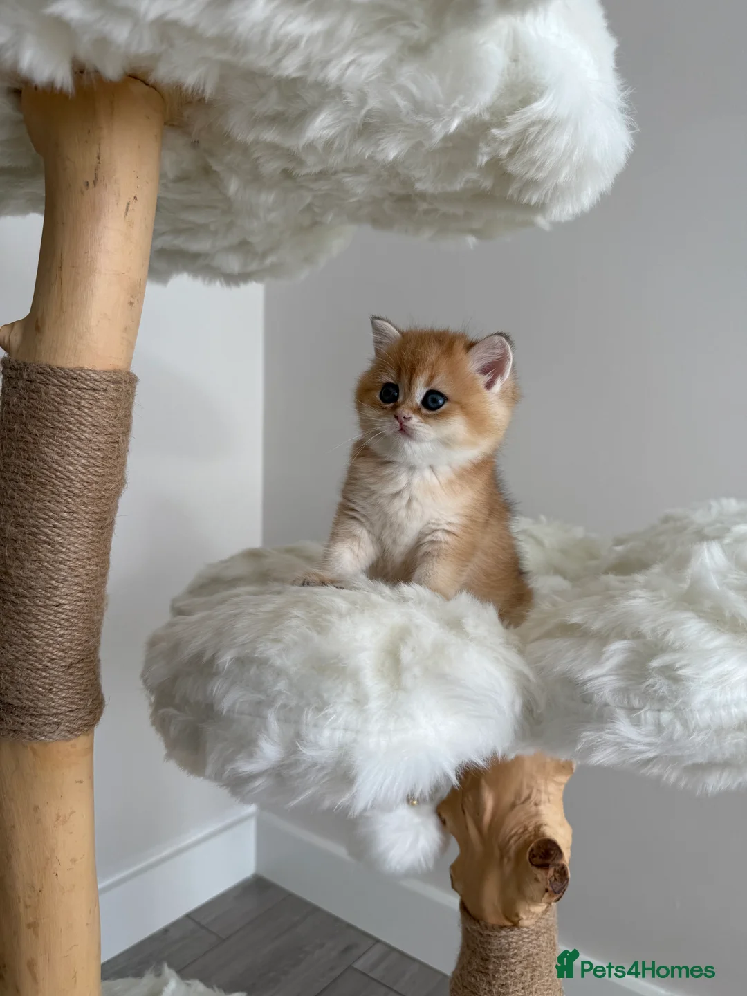 British Shorthair cats for sale: Golden Blue British Shorthair kittens  - Advert 26