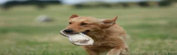 Mixed Breed dogs for sale: Golden setter pups  - Advert 23