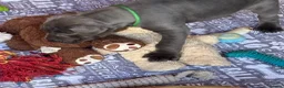 Great Dane dogs for sale: Gorgeous blue KC Great Danes.Ready now! - Advert 14