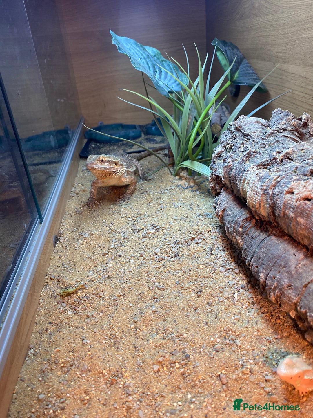 Dragon reptiles for sale: Beautiful 7-Month Bearded Dragon & Complete Setup - Advert 5