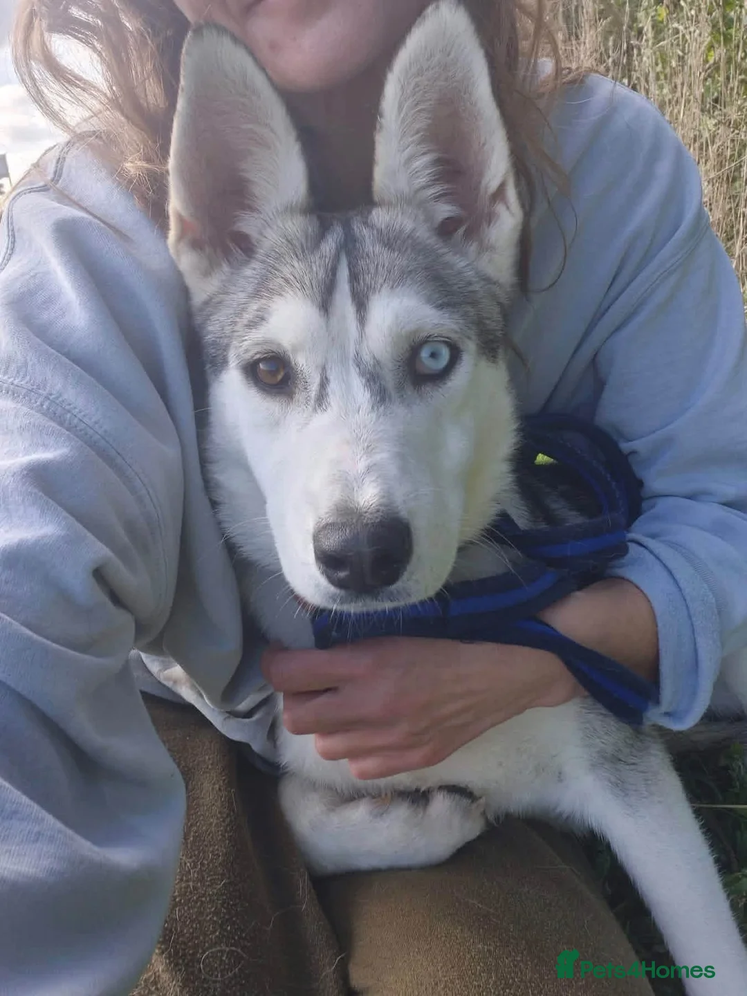 Mixed Breed dogs for adoption: Aisha - Norwich Norfolk  - Advert 2