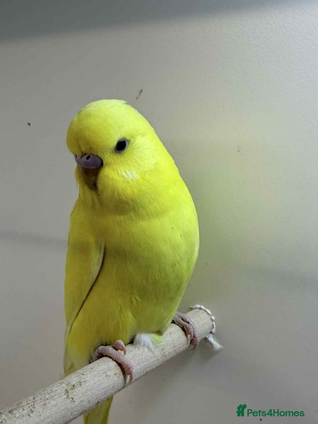 Budgerigars birds for sale: Baby Budgies 8 weeks old  - Advert 3