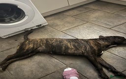 Mixed Breed dogs for sale: For sale rehomingCane corso cross female - Image 3