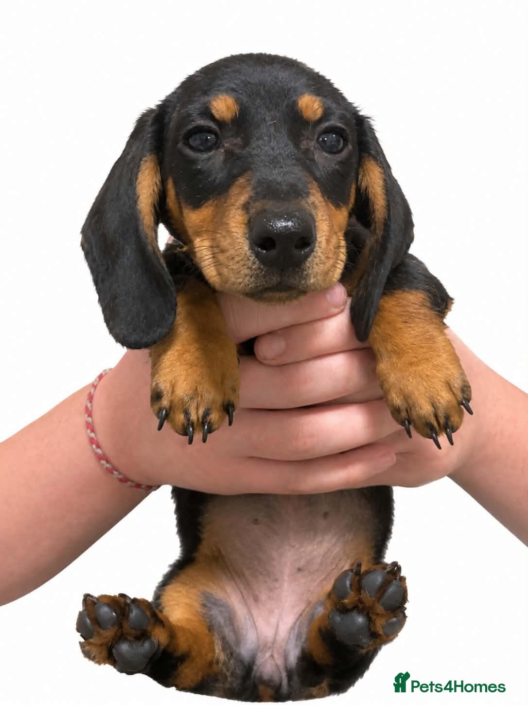 Miniature Dachshund dogs Ready to Go Beautiful miniature Dachshund  - Advert 2