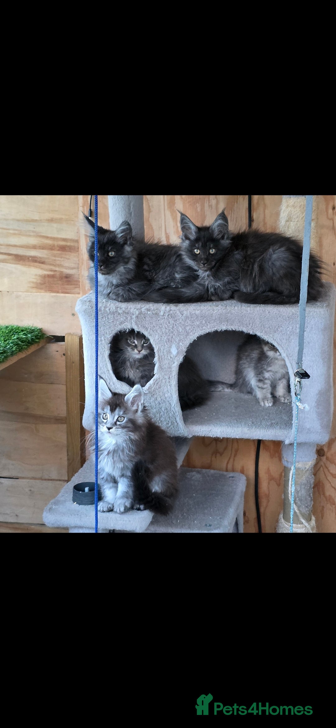 Maine Coon cats for sale: Pedigree XL Mainecoon kittens - Image 10