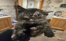 British Shorthair cats for sale: Beautifully marked kittens.  - Image 8