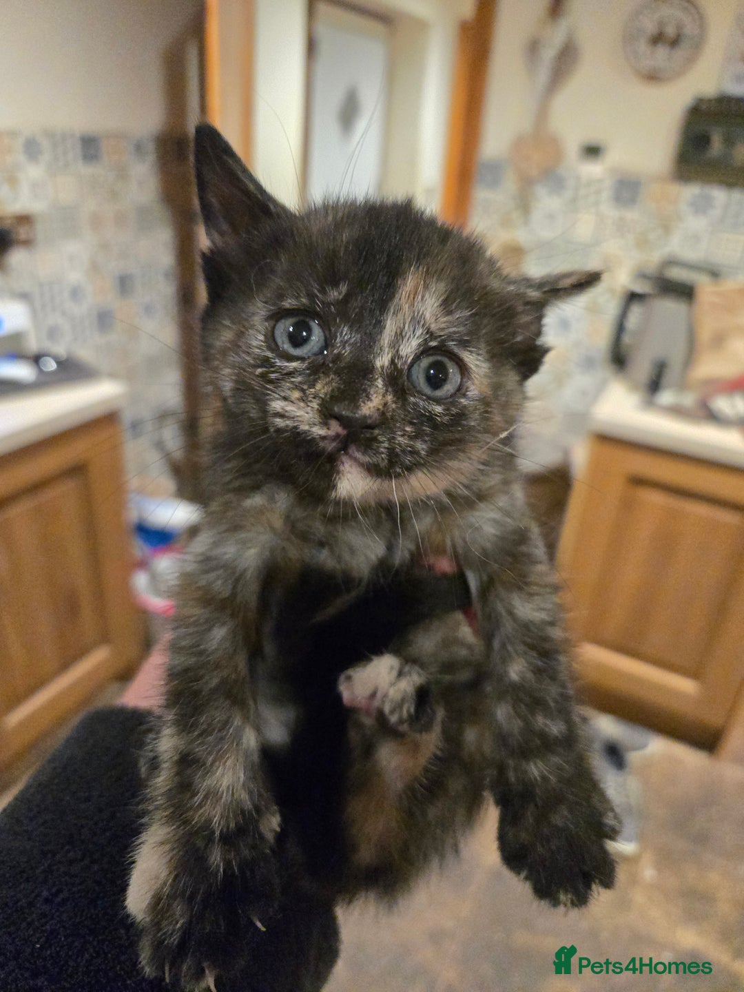 British Shorthair cats for sale: Beautifully marked kittens.  - Image 8