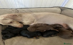 Dachshund dogs for sale: Dachshund puppies  - Advert 9