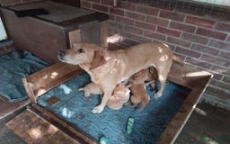 Labrador Retriever dogs for sale: Two Beautiful Little Boys - Image 7