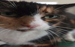 British Shorthair cats for sale: cleo - british shorthair - 9 years old - Image 2