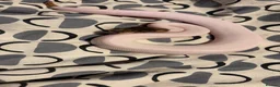 Python Snake reptiles for sale: Royal pythons  - Advert 17