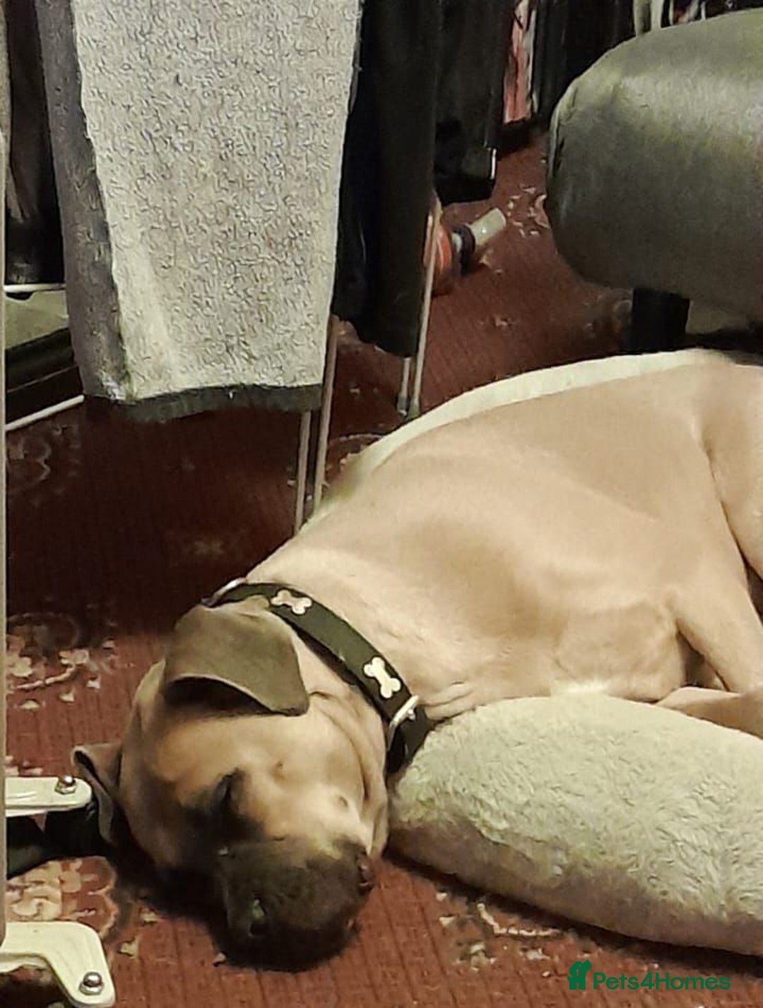 Mixed Breed dogs for sale:  Miss Suki - Advert 7