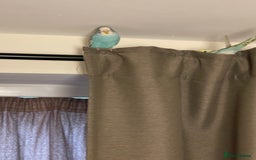 Budgerigars birds for sale: 2 Hand tamed budgies + cage  - Image 7
