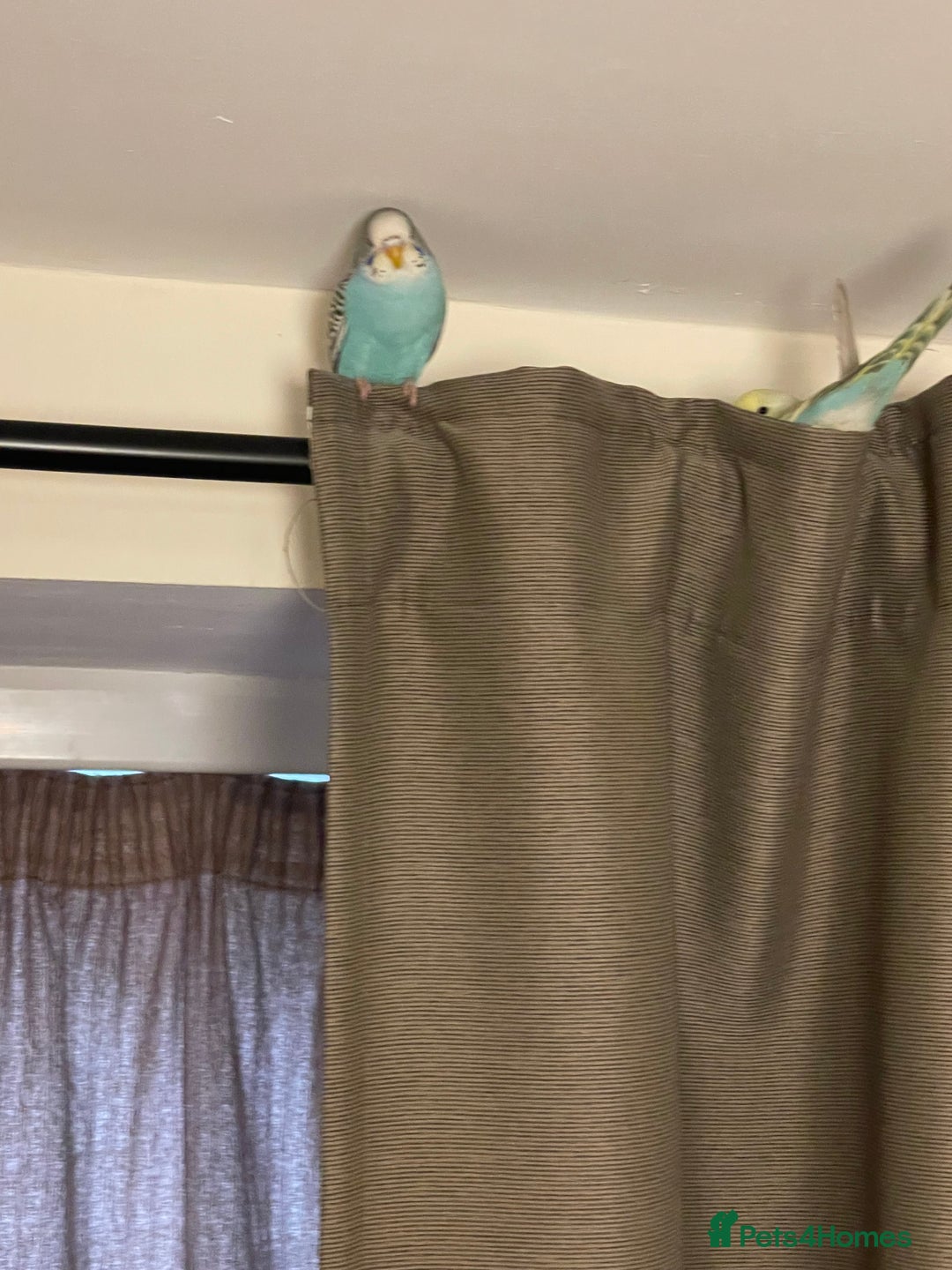Budgerigars birds for sale: 2 Hand tamed budgies + cage  - Image 7