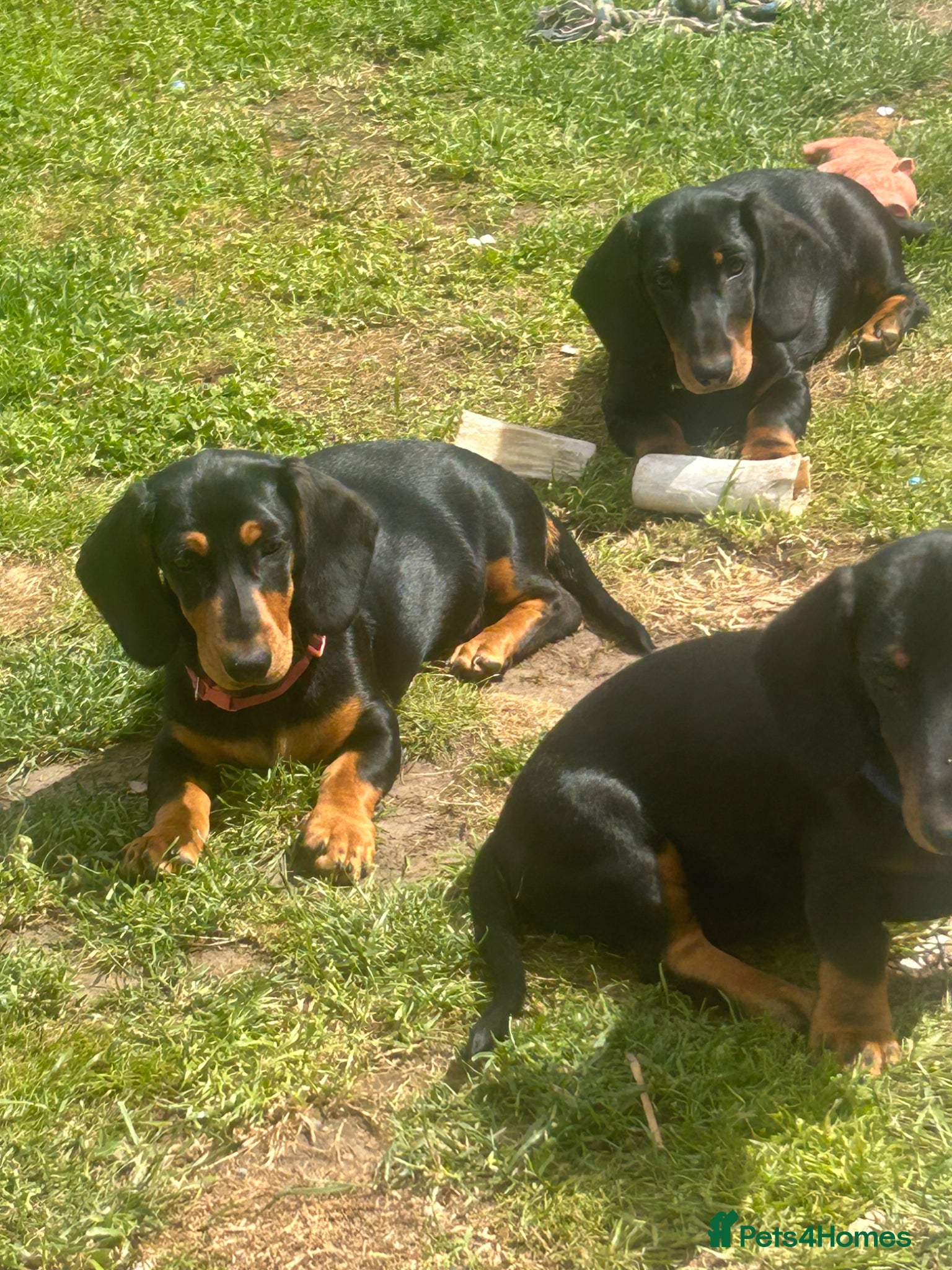 Dachshund dogs Looking for homes still available  - Advert 1