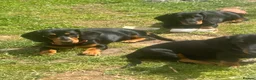 Dachshund dogs for sale: Looking for homes still available  - Advert 1