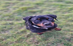 Rottweiler dogs for sale: 🖤 18-Month-Female Rottweiler – Loving, Loyal 🖤 - Image 3