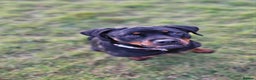 Rottweiler dogs for sale: 🖤 18-Month-Female Rottweiler – Loving, Loyal 🖤 - Advert 3