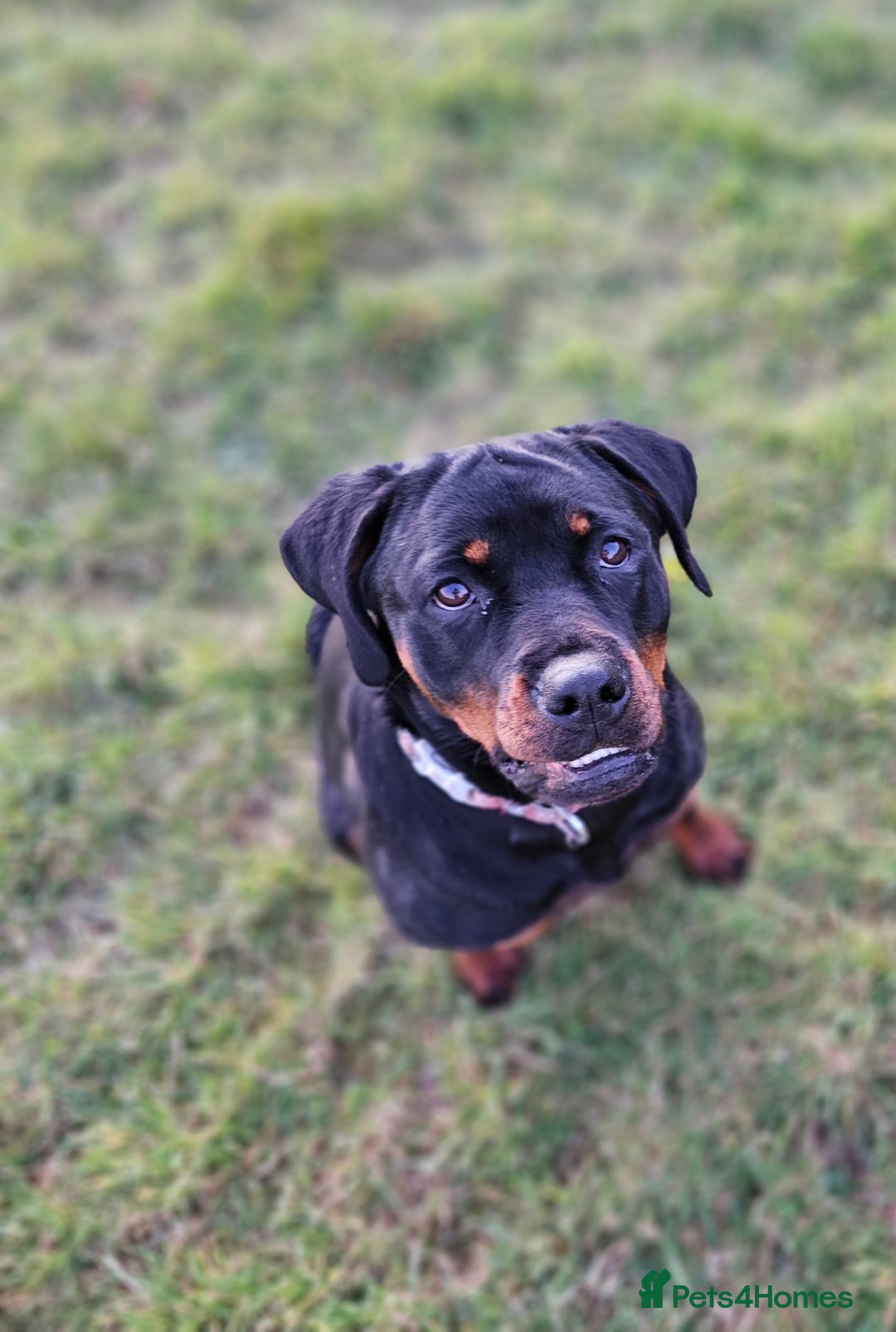 Rottweiler dogs for sale: 🖤 18-Month-Female Rottweiler – Loving, Loyal 🖤 - Image 3
