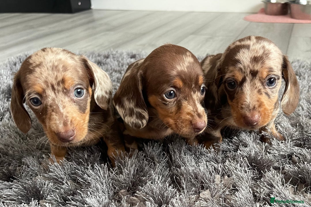 Dachshund dogs for sale: Miniature dachshund  - Image 3