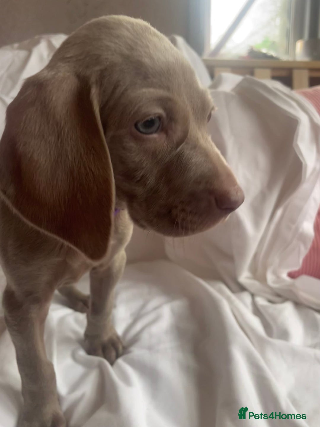 Weimaraner dogs for sale: KC registered Silver puppies - Advert 30