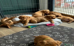 Cocker Spaniel dogs for sale: Extensively Health Tested KC Cocker Spaniels  - Image 12