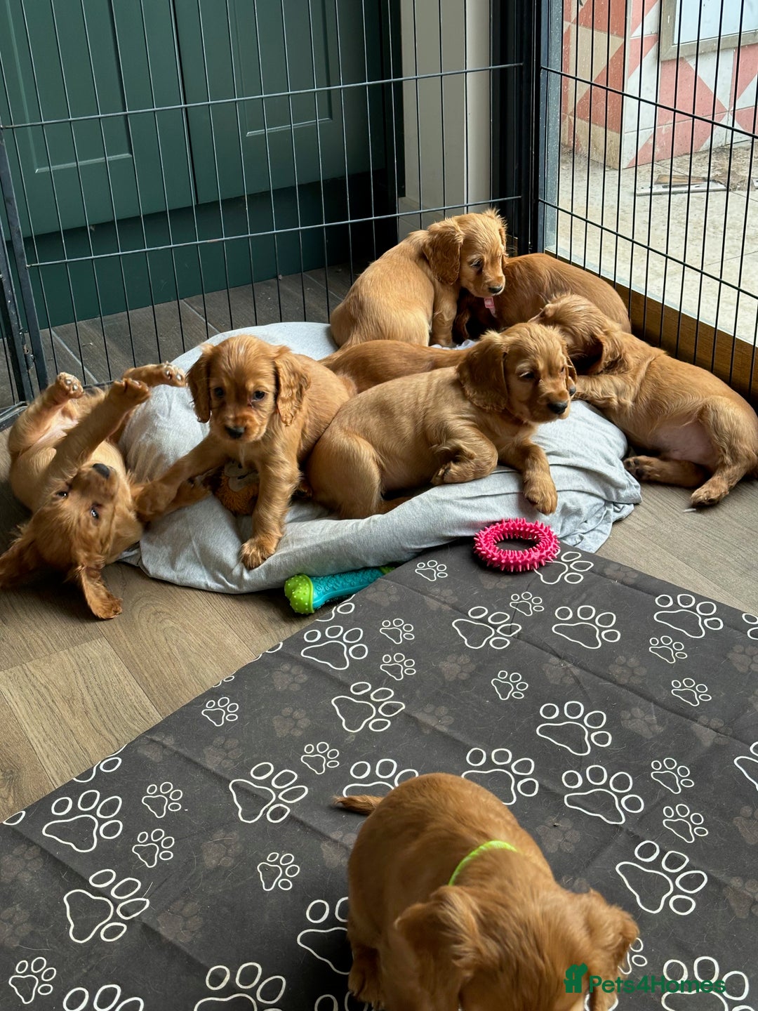 Cocker Spaniel dogs for sale: Extensively Health Tested KC Cocker Spaniels  - Image 12