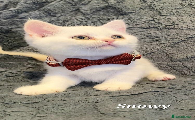 British Shorthair cats GCCF Snowflake BSH - Advert 13