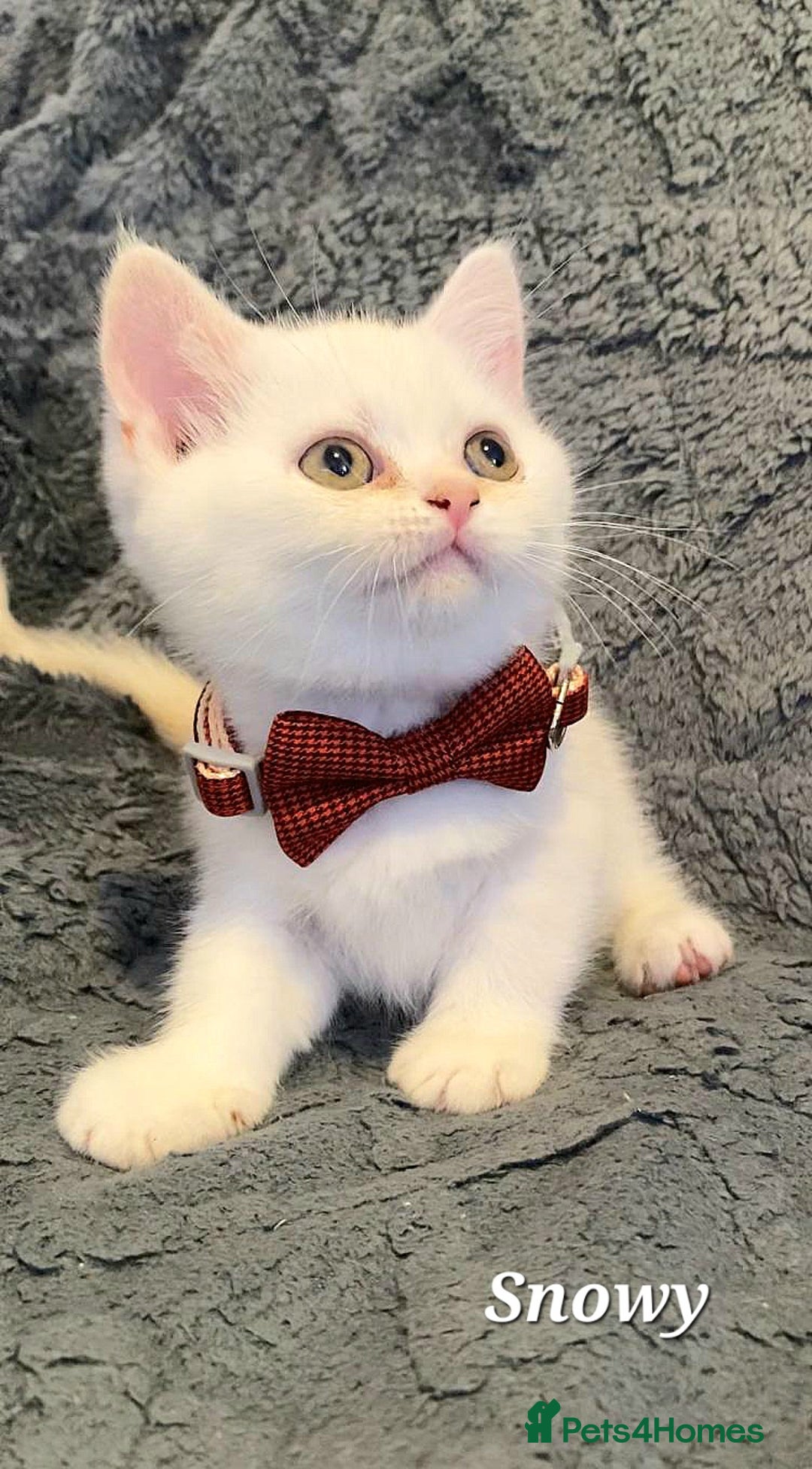 British Shorthair cats for sale: GCCF Snowflake BSH - Advert 18