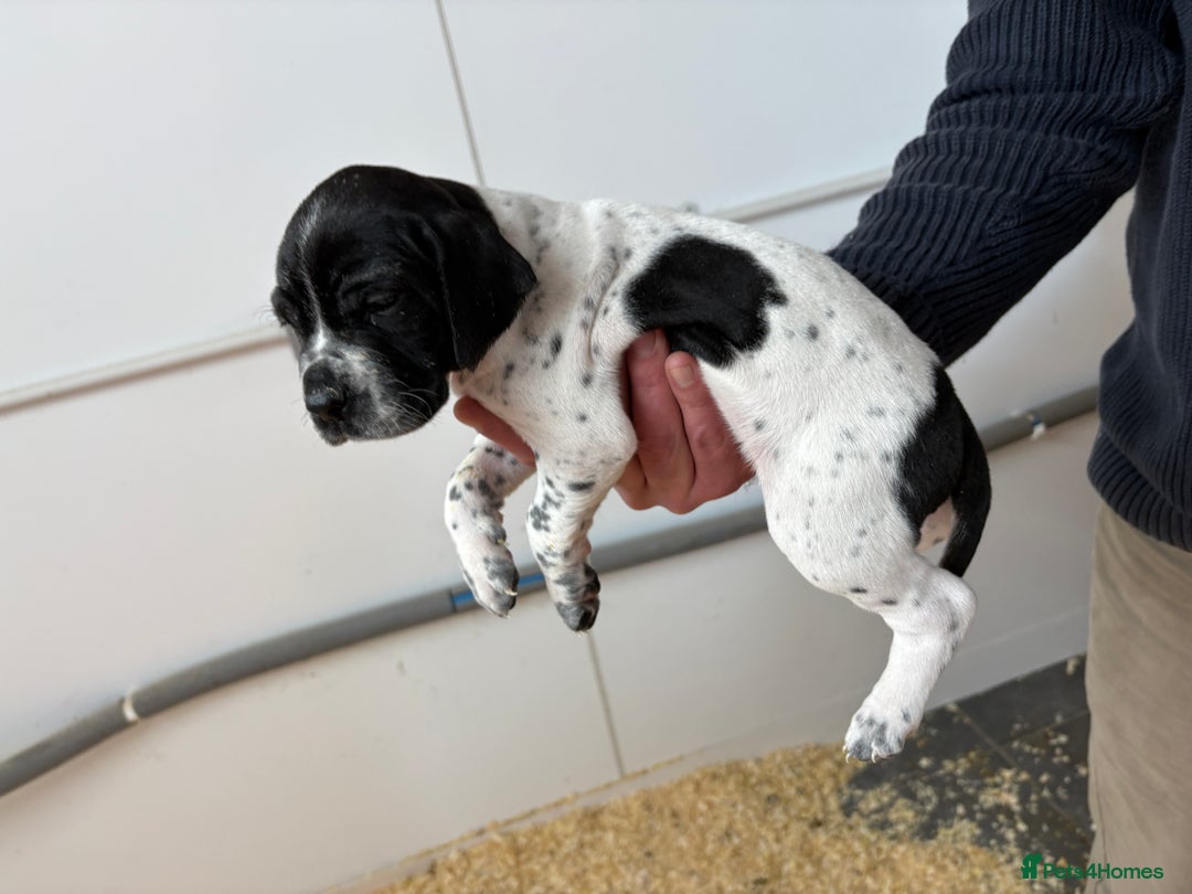 Pointer dogs for sale: English Pointer Puppies available 8th January  - Advert 24
