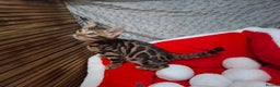 Bengal cats for sale: Last stunning Blue pure bengal kitten available! - Advert 27