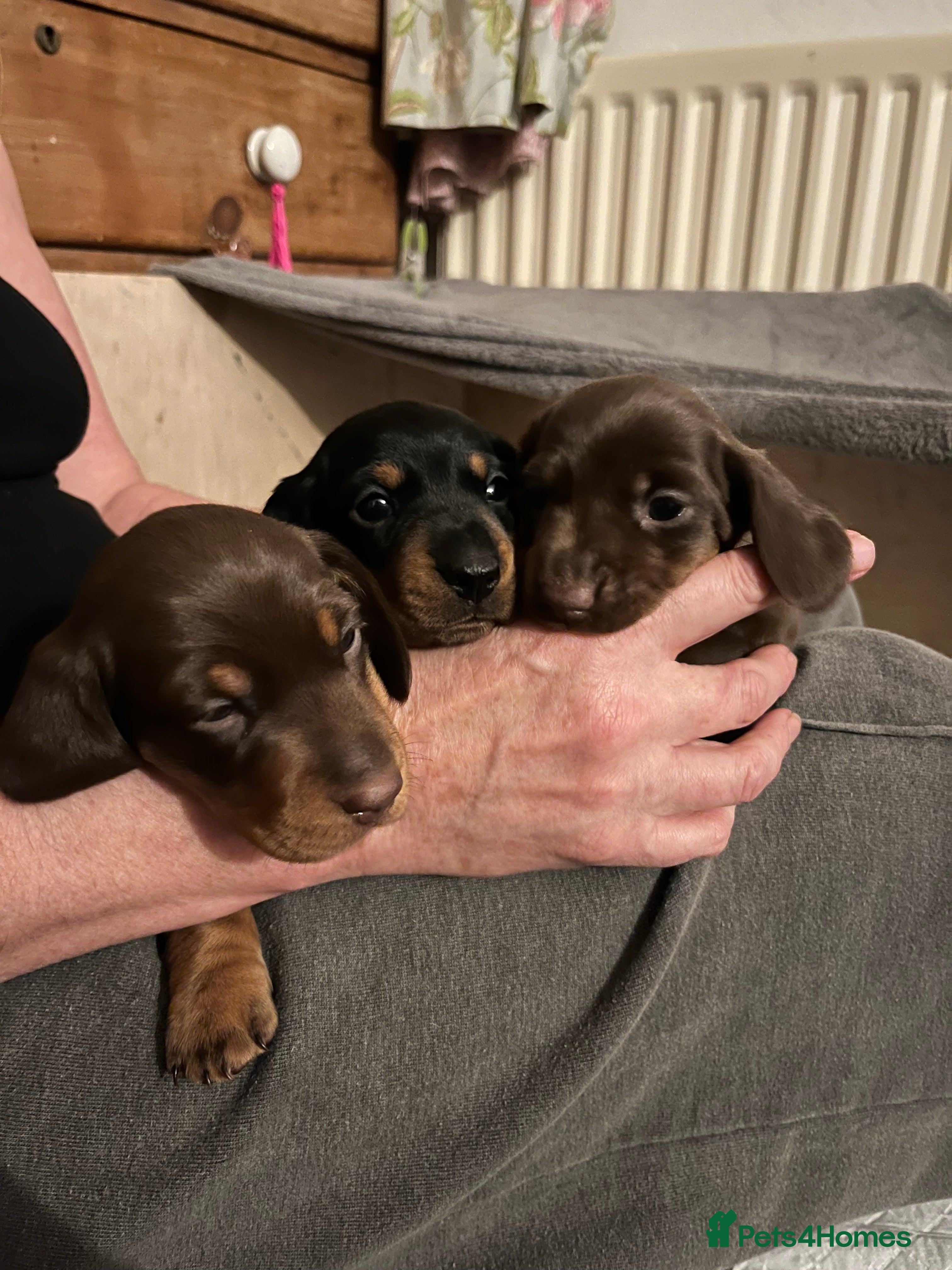Miniature Dachshund dogs Beautiful KC miniature dachshund puppies - Advert 4