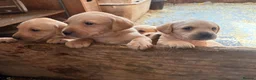 Labrador Retriever dogs for sale: labrador puppies - Advert 5