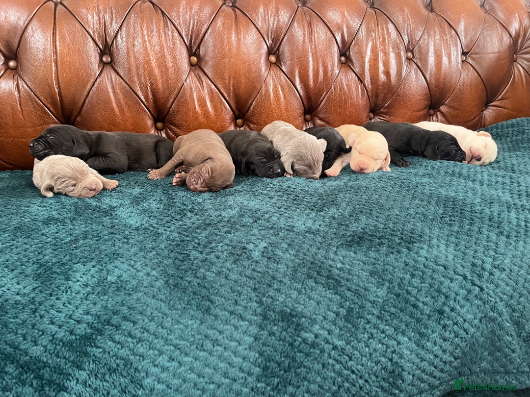 Mixed Breed dogs for sale: 6/9 F2 Weimador / Labmaraner  - Advert 24