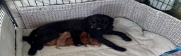 Cavapoo dogs for sale: F1B Cavapoo pups looking for their forever home in Cheltenham - Advert 15