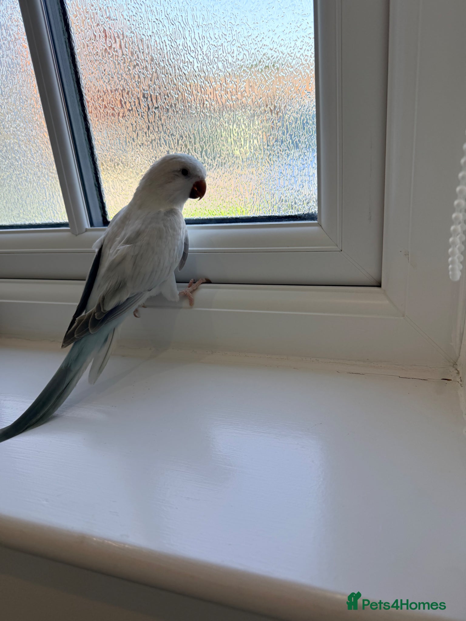 Parrots birds BEAUTIFUL QUAKER / MONK PARROTS BIRDS  - Advert 7