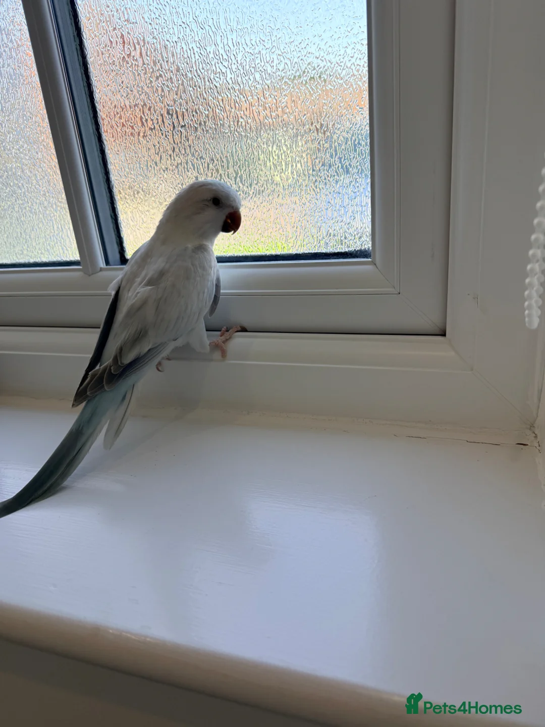 Parrots birds for sale: BEAUTIFUL QUAKER / MONK PARROTS BIRDS  - Advert 1